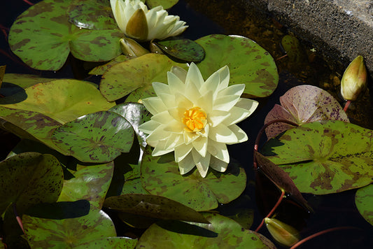 LEMON CHIFFON Hardy Water Lily – Live Aquatic Pond Plant