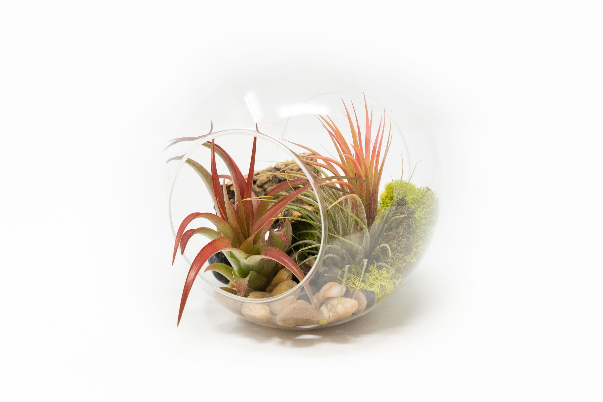 red abdita air plant Large Hand-Blown Glass Terrarium with Tillandsia Red Abdita & Ionantha Guatemala