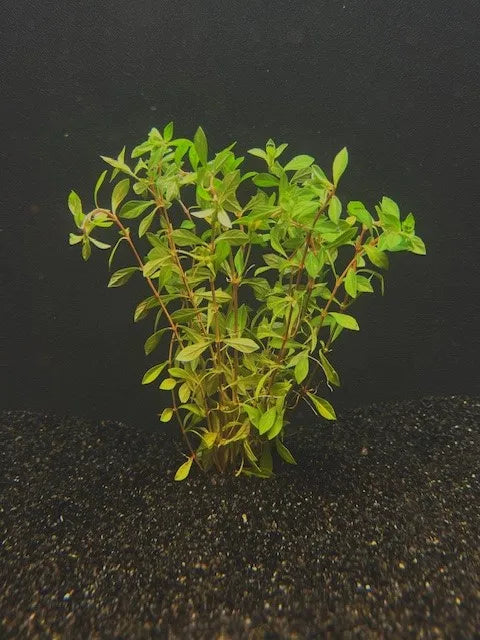 Ludwigia, Needle Leaf (Ludwigia arcuata)