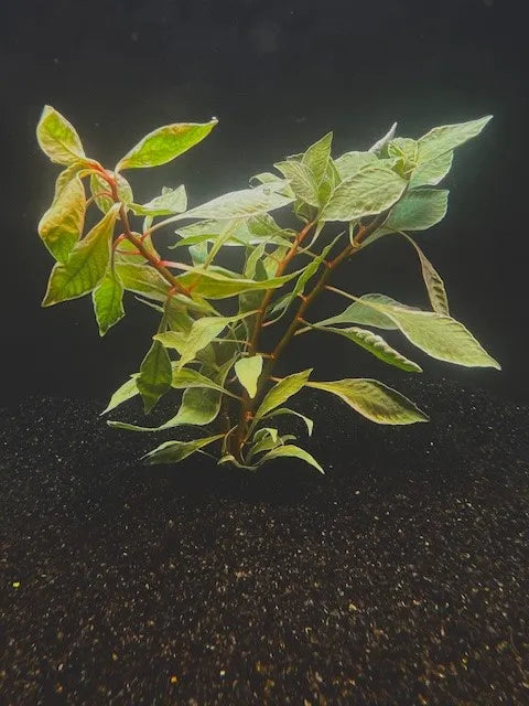 Ludwigia White