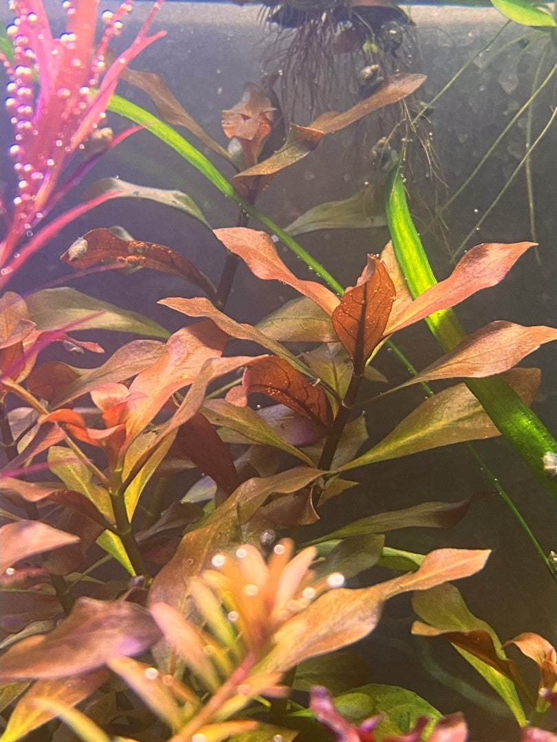 Ludwigia Peruensis Diamond