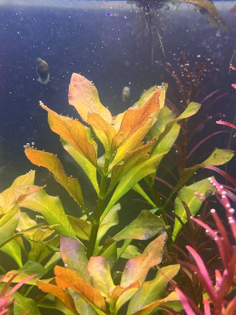 Ludwigia Palustris Gold/Green