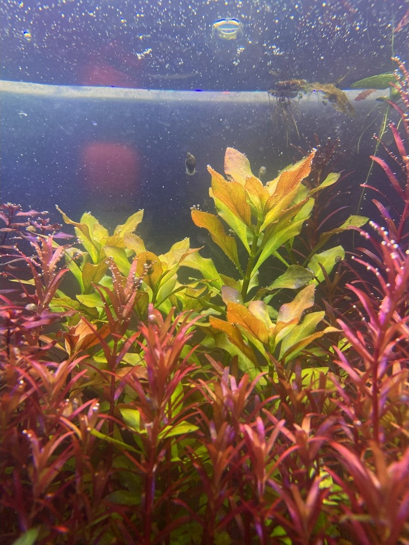 Ludwigia Palustris Gold/Green