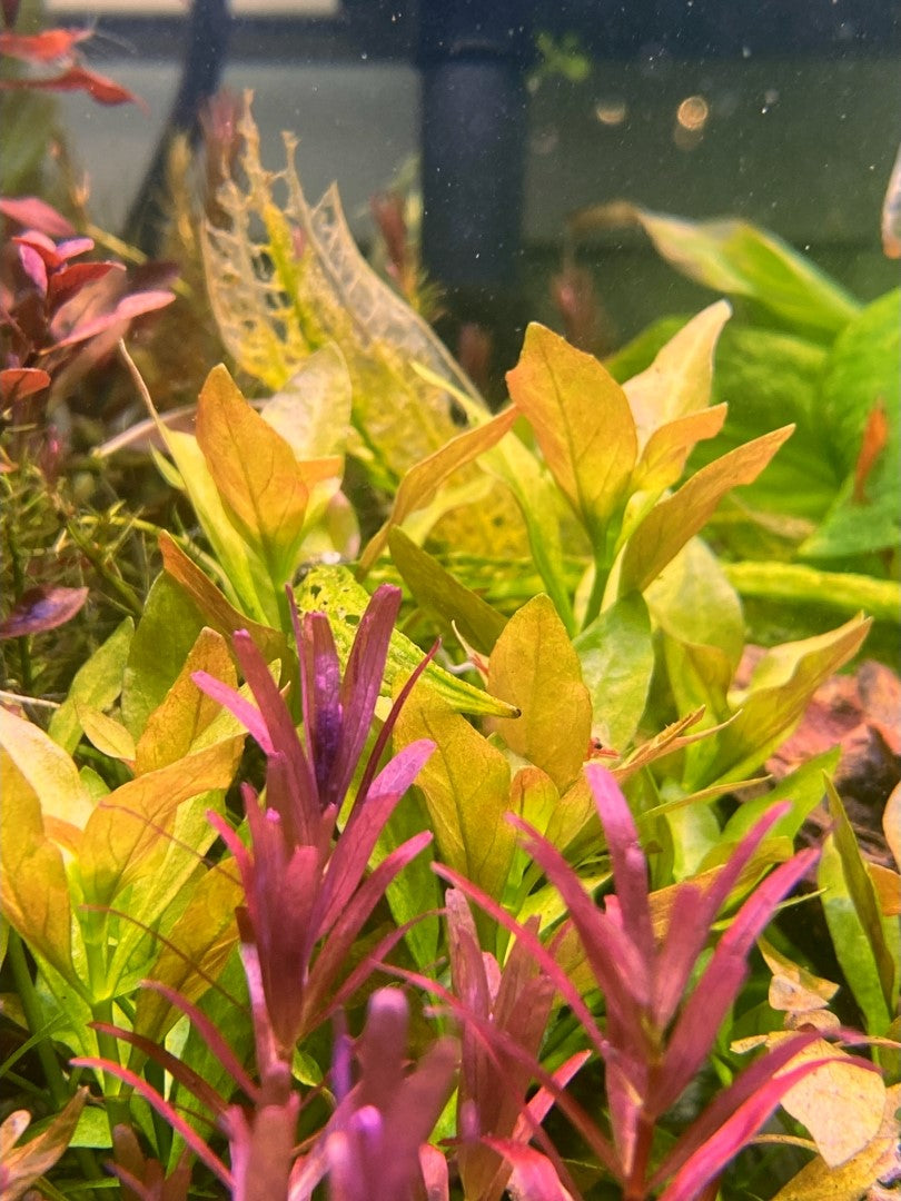 Ludwigia Palustris Gold/Green