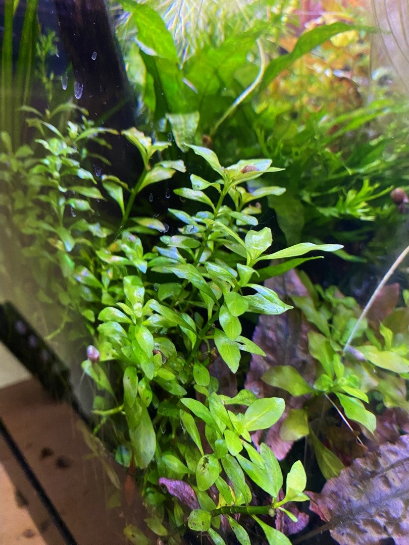 Ludwigia Palustris Gold/Green