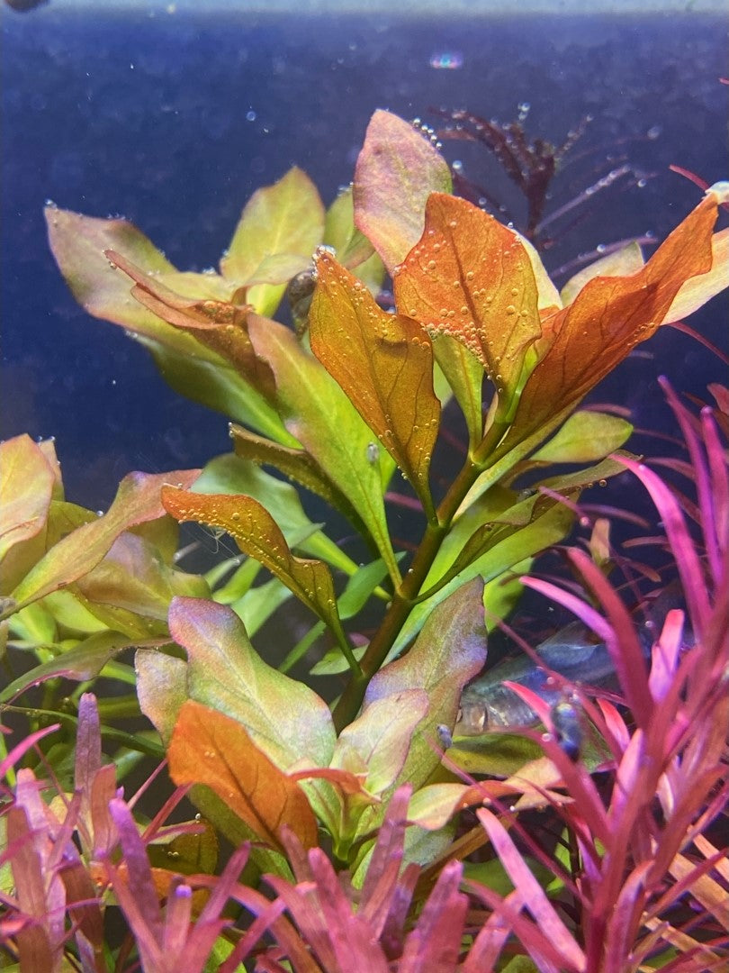 Ludwigia Palustris Gold/Green