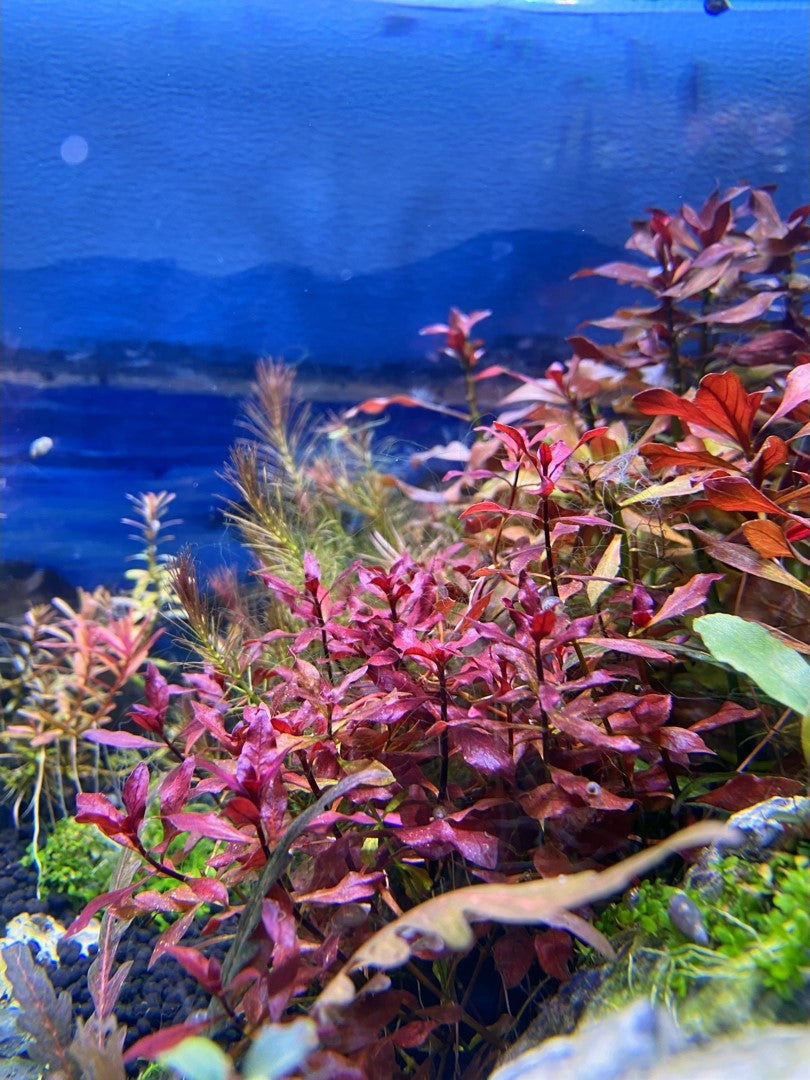 LUDWIGIA NATANS SUPER RED