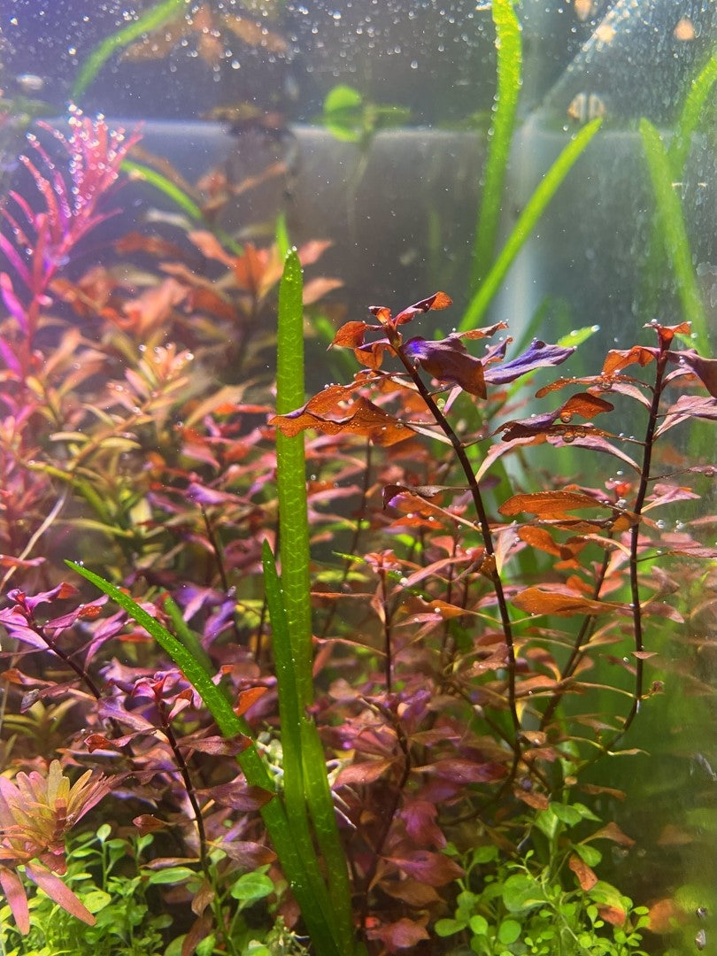 LUDWIGIA NATANS SUPER RED