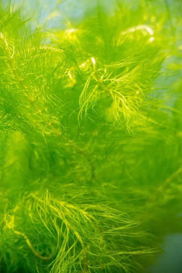 Myrio Green (Myriophyllum pinnatum)