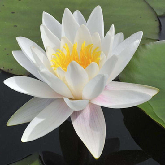 ALBIDA Hardy Water Lily – Live Aquatic Pond Plant