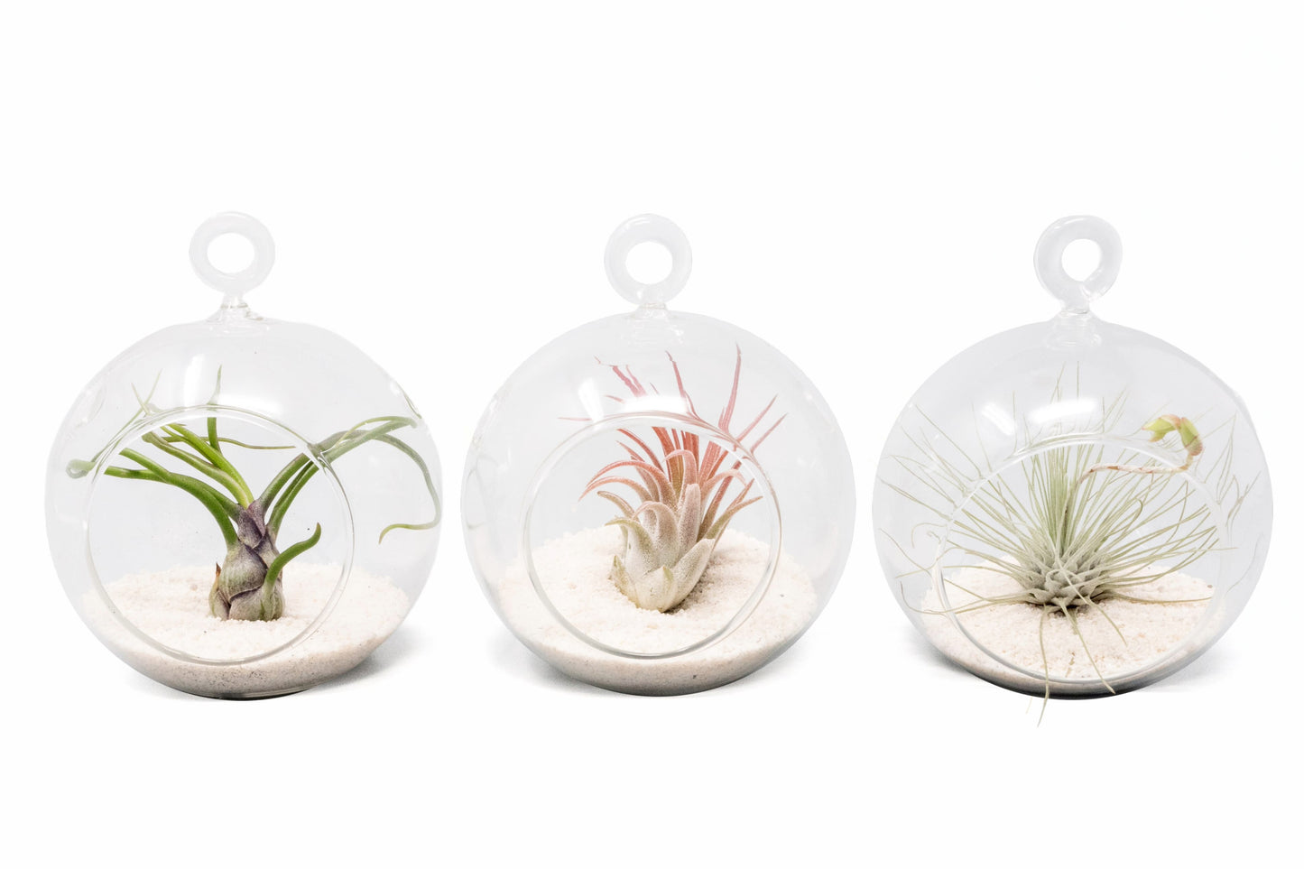 Mini Hanging Flat Bottom Beach Terrariums with White or Black Sand