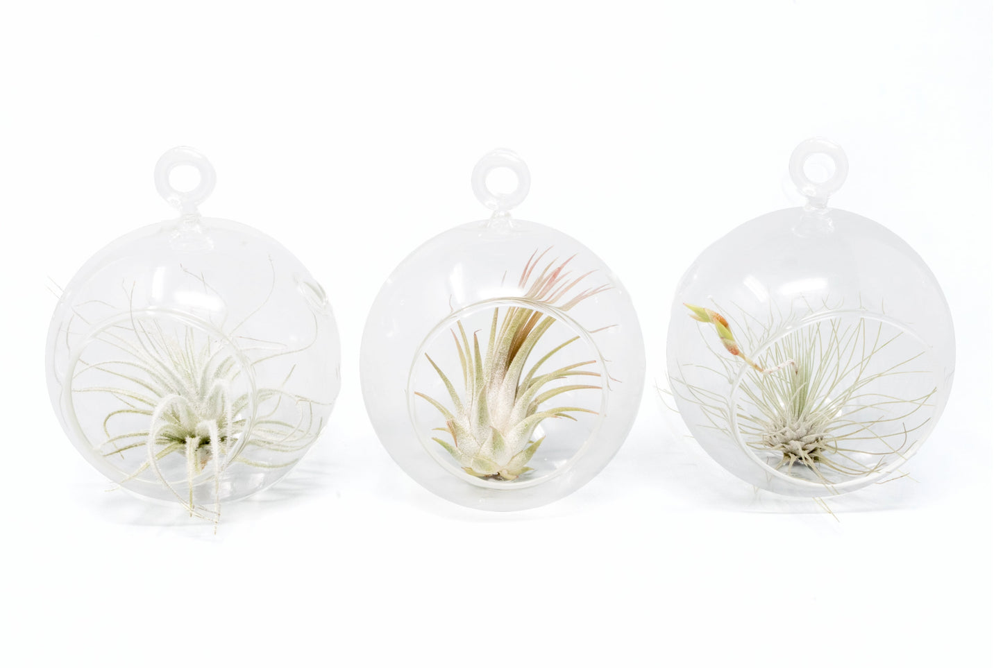 Mini Hanging Flat Bottom Glass Terrariums with Assorted Tillandsia Air Plants