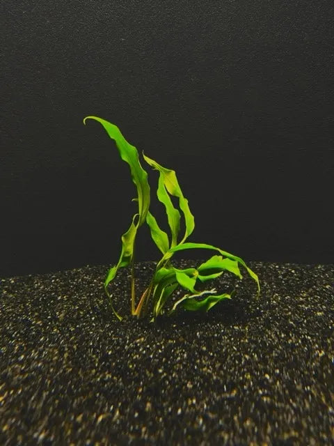 Anubias Minima