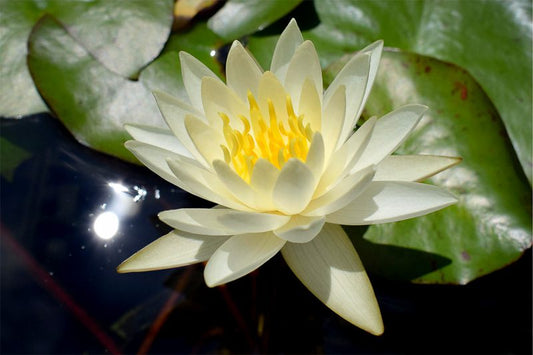 MOONDANCE Hardy Water Lily – Live Aquatic Pond Plant