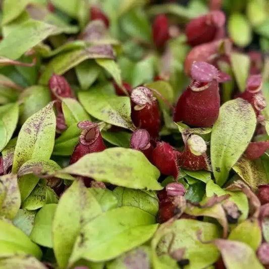 Nepenthes Ventricosa x Ampullaria ‘Black Miracle’ – 45 Pack bulk/Wholesale