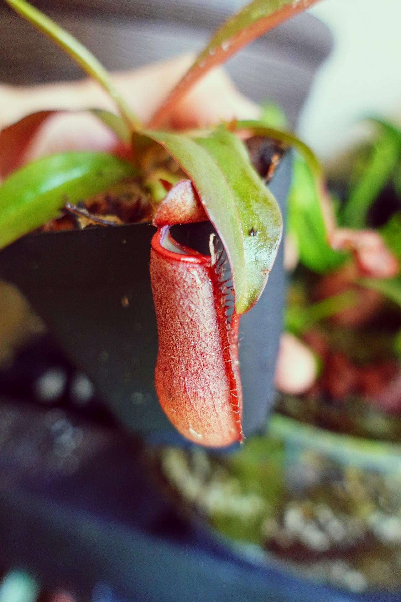 Nepenthes Lady Luck Carnivorous Pitcher Plant