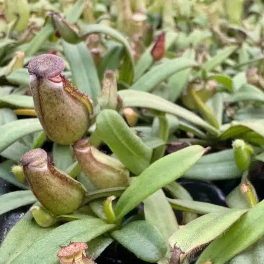 Nepenthes Albomarginata – 45 Pack Bulk/Wholesale Case