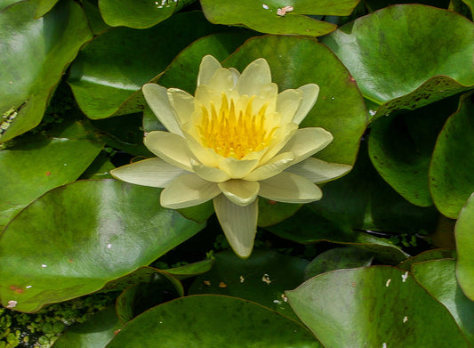 CHROMATELLA Hardy Water Lily – Live Aquatic Pond Plant