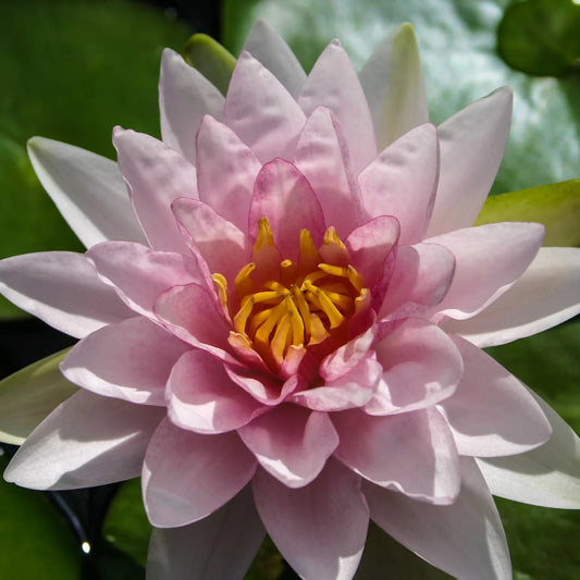 CRYSTAL PINK Hardy Water Lily – Live Aquatic Pond Plant