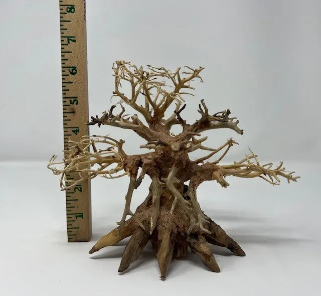 Octopus Tree (6") – Unique Aquascaping Driftwood