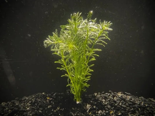 Parrot Feather (Myriophyllum aquaticum)