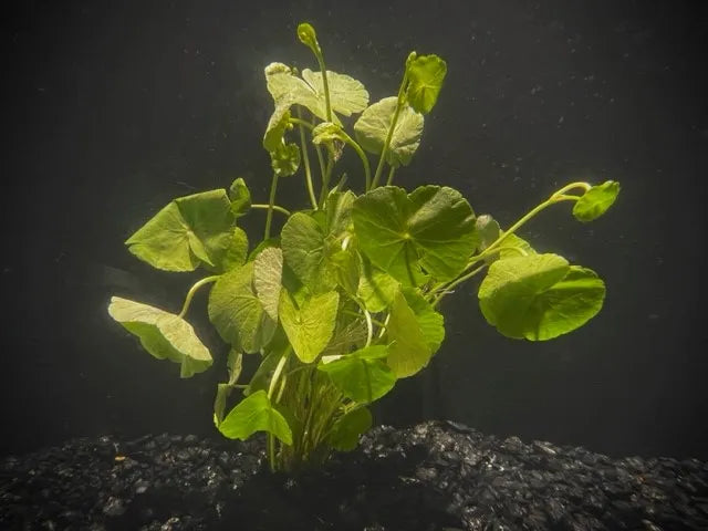 Pennywort Brazilian (Hydrocotyle leucocephala)