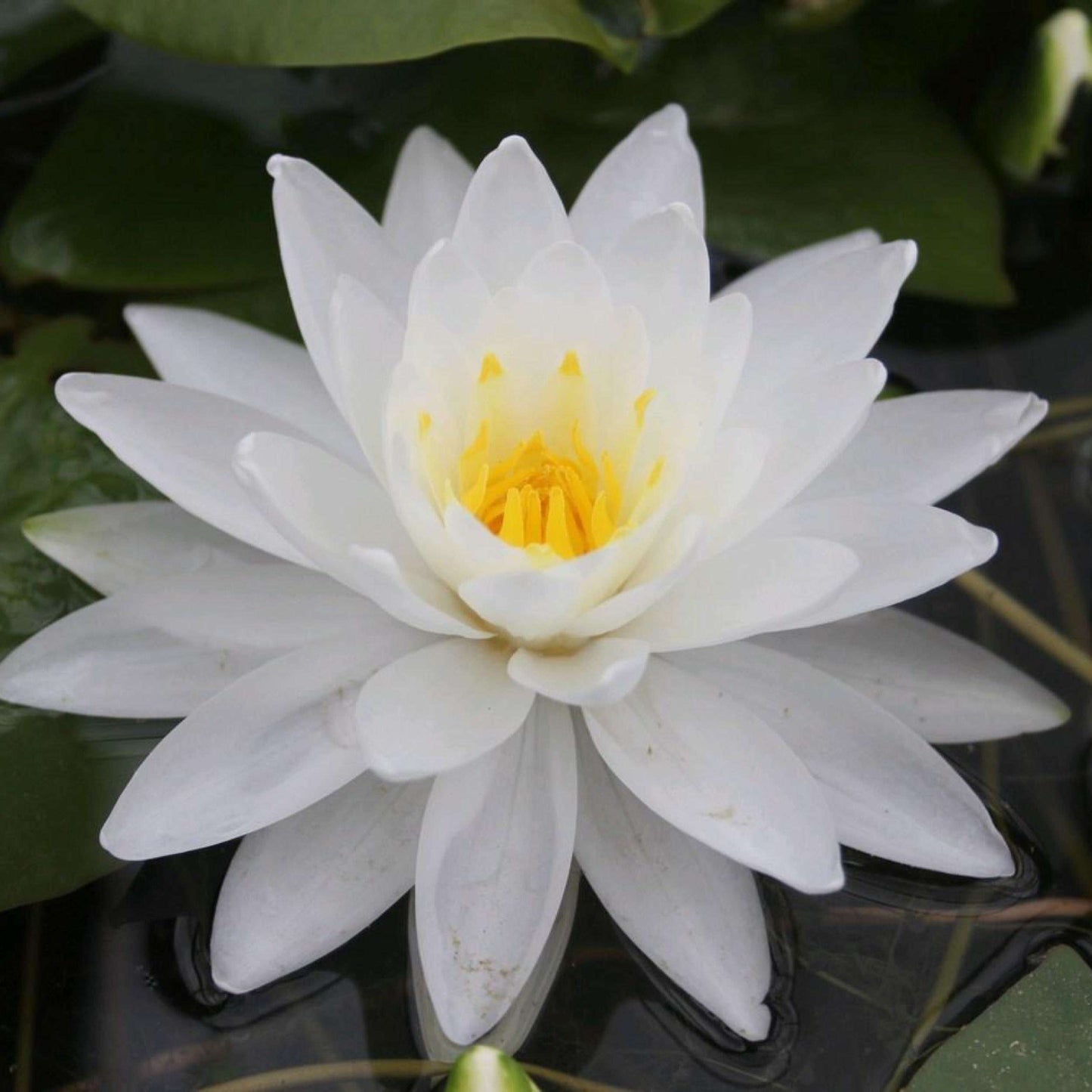 PERRY'S DOUBLE WHITE Hardy Water Lily – Live Aquatic Pond Plant