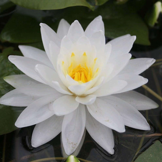 PERRY'S DOUBLE WHITE Hardy Water Lily – Live Aquatic Pond Plant