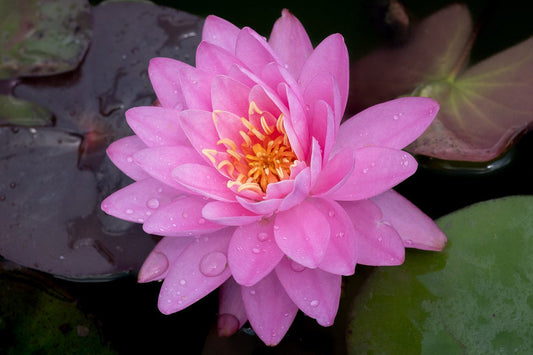 PERRY'S FINE OPAL Hardy Water Lily – Live Aquatic Pond Plant