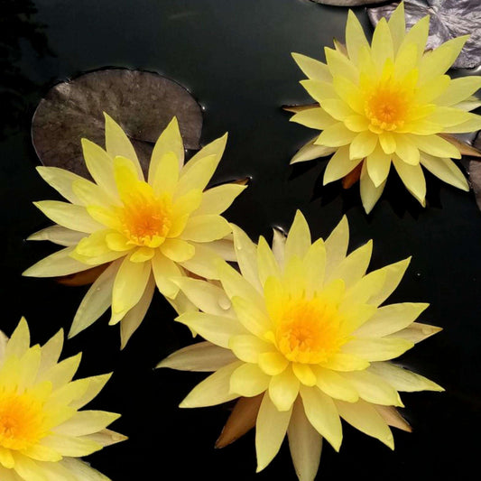 PIN WAREE Hardy Water Lily – Live Aquatic Pond Plant