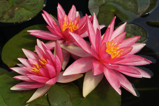 SPARKLER Hardy Water Lily – Live Aquatic Pond Plant