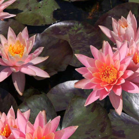 PRAKAIKAD Hardy Water Lily – Live Aquatic Pond Plant