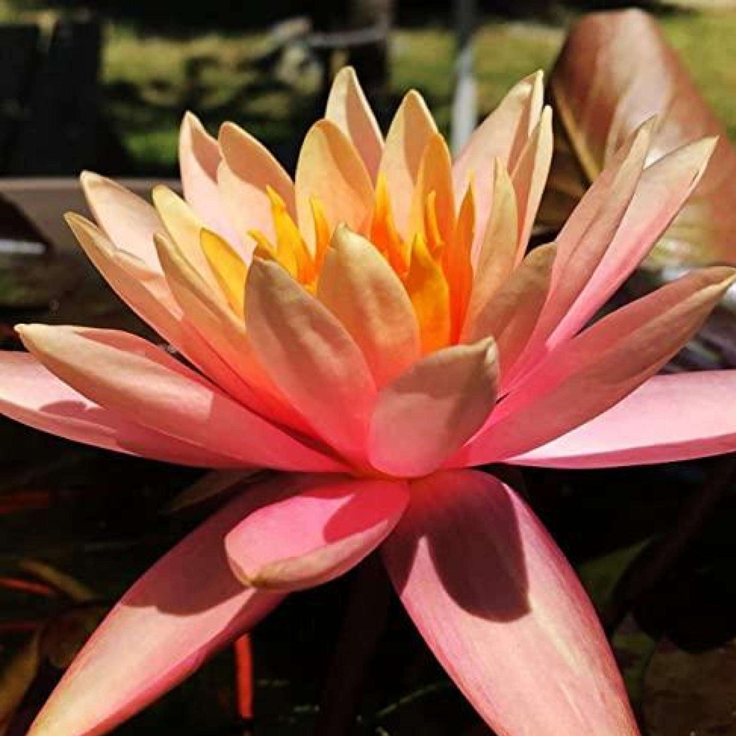 SPARKLER Hardy Water Lily – Live Aquatic Pond Plant