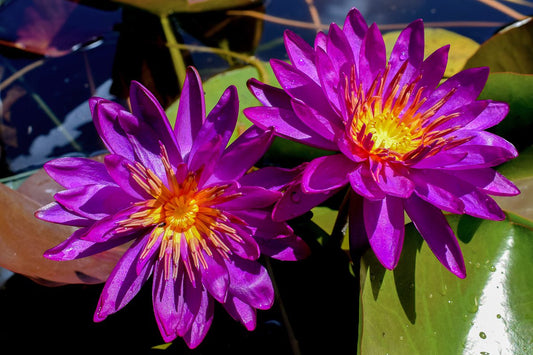 PURPLE FANTASY (Purple) Hardy Water Lily – Live Aquatic Pond Plant