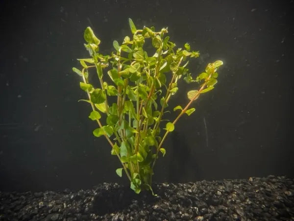 Rotala Red (Rotala indica)