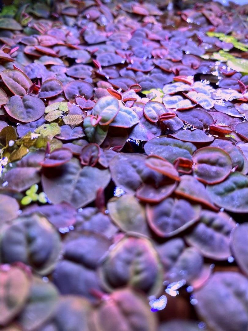 Phyllanthus Fluitans Red Root Floater