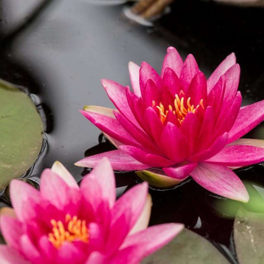 REMBRANDT Hardy Water Lily – Live Aquatic Pond Plant