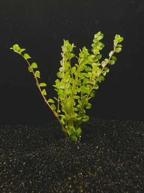 Rotala Macrandra