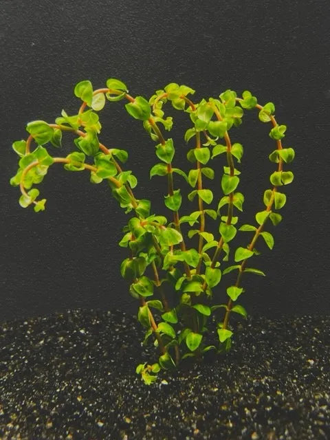 Rotala Pearl