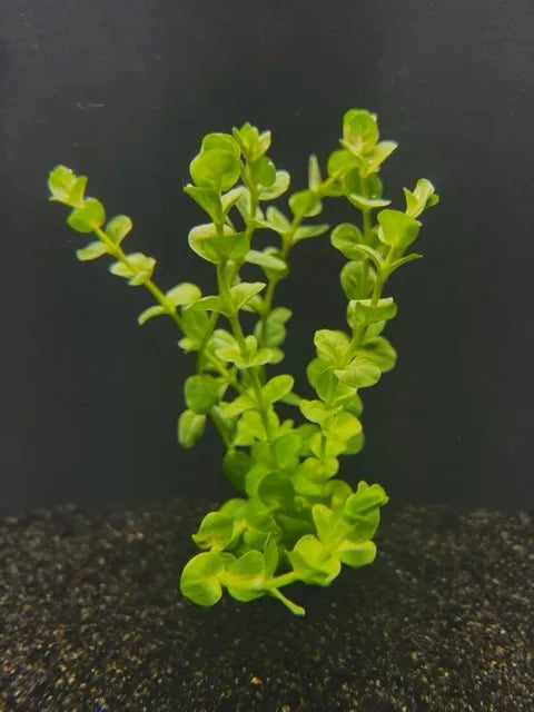 Rotala Green- Rotundifolia