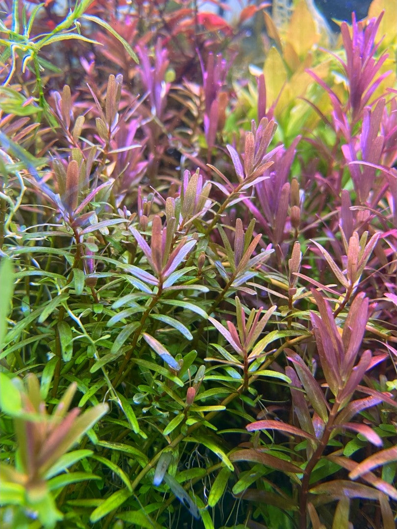 Rotala Orange/Pink Indica