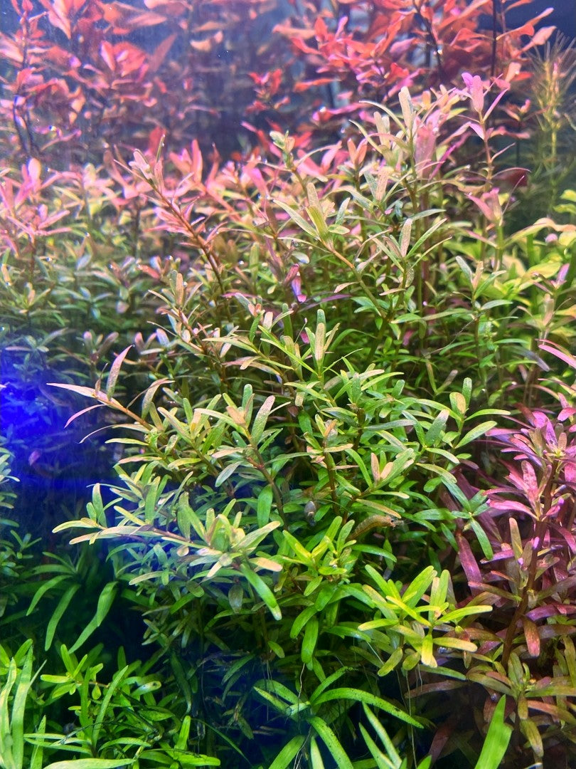 Rotala Orange/Pink Indica