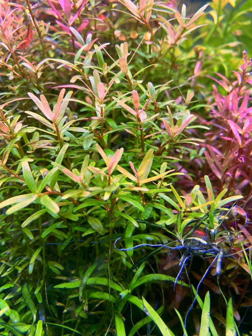 Rotala Orange/Pink Indica