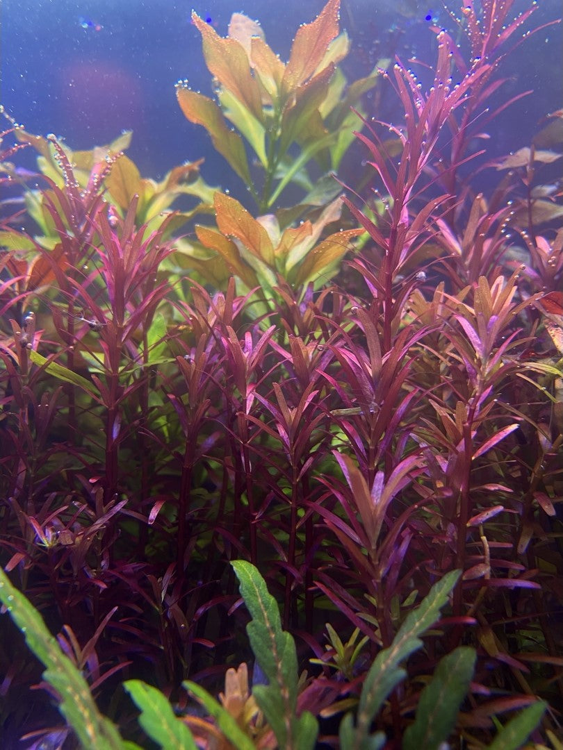 Rotala Narrow Leaf Sp. Red