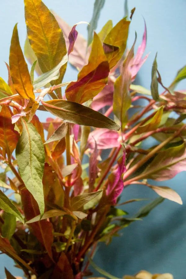 Scarlet Temple (Alternanthera reineckii)