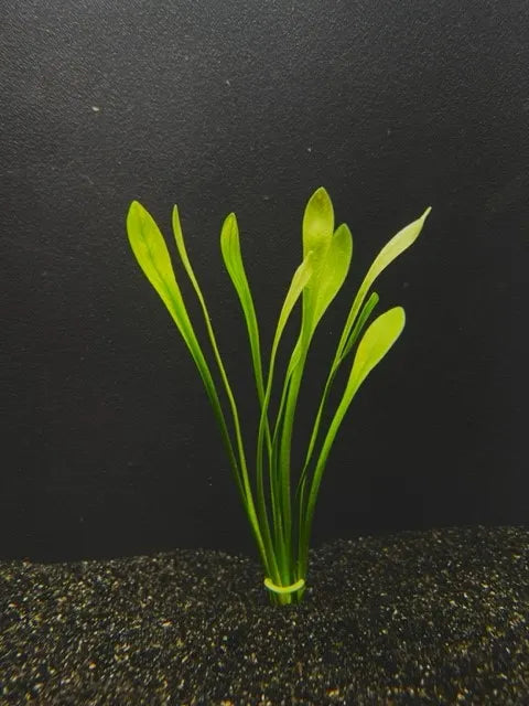 Broadleaf "Chilensis" (Sagittaria platyphylla) | Hardy Midground Aquarium Plant