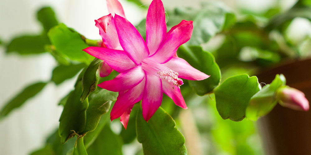 4" Zygo Cactus Assorted (Christmas Cactus)