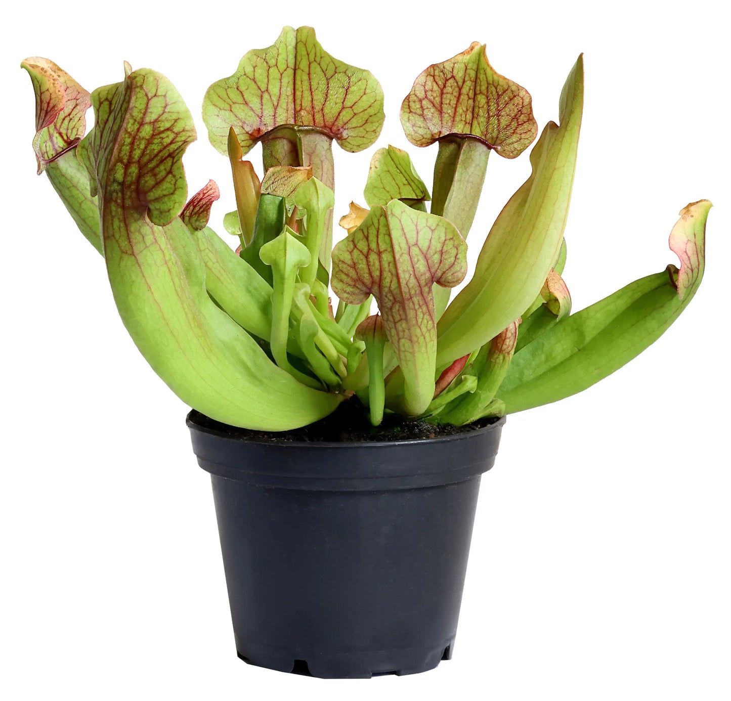 3 in Sarracenia – Display Tube