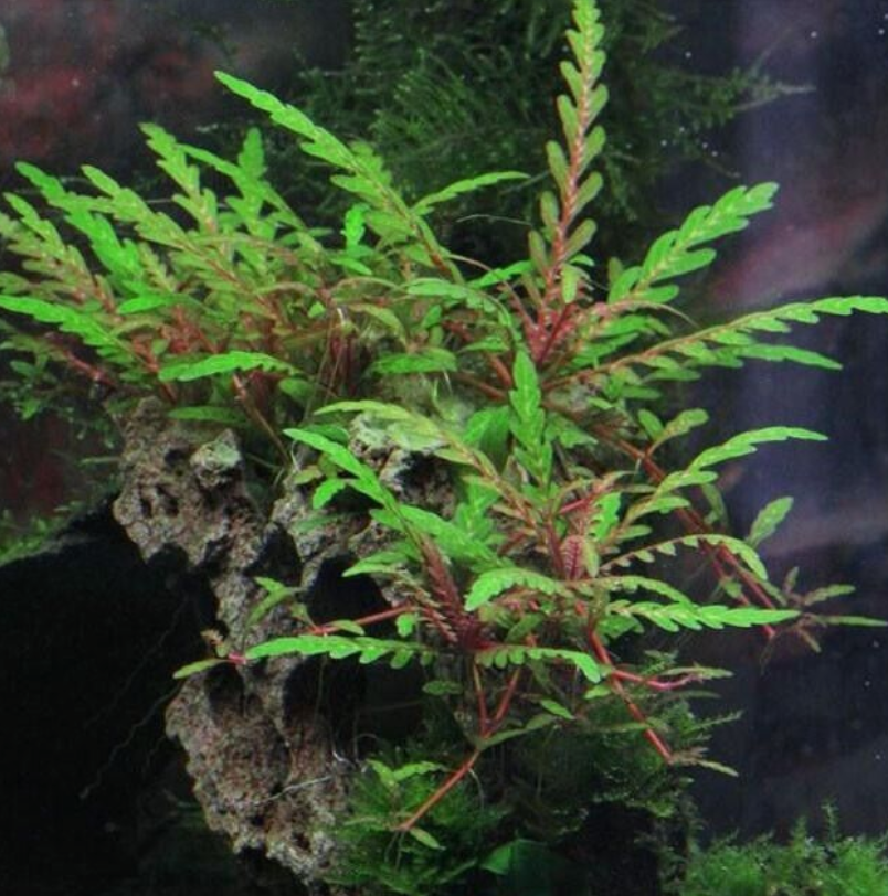 4 species Live Beginner Aquarium Plants Starter Pack (Bundle Package) Freshwater