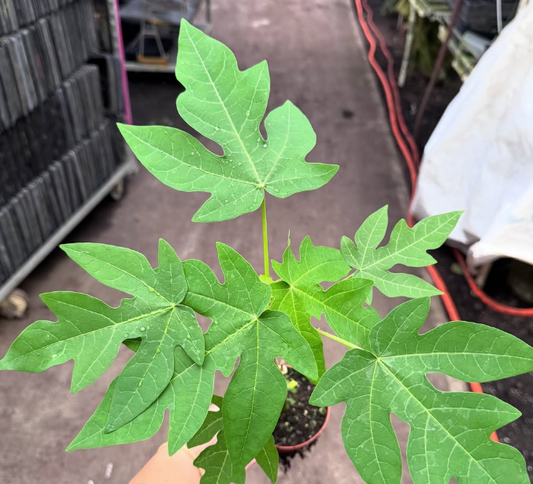 4-inch Patio Fruit Papaya – Fast-Growing Tropical Plant – 15 Unit Case